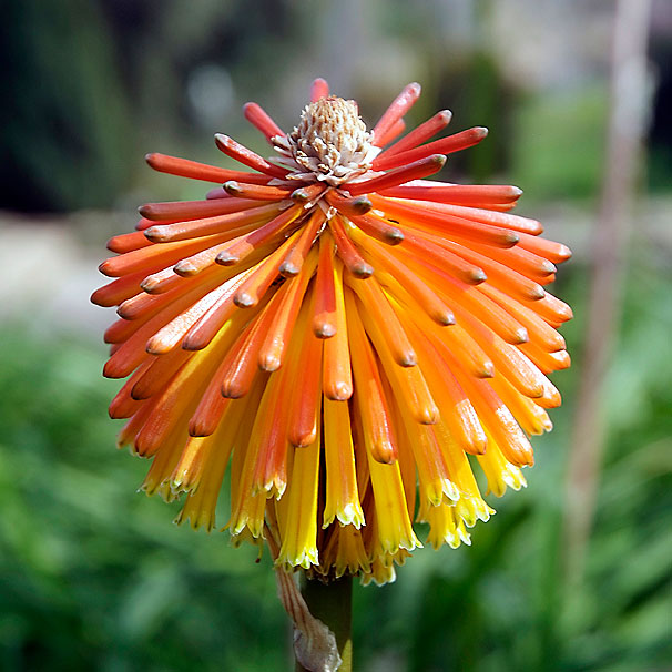 flor-quadrada-2 Visita jardins amb el guiatge de Jarditours